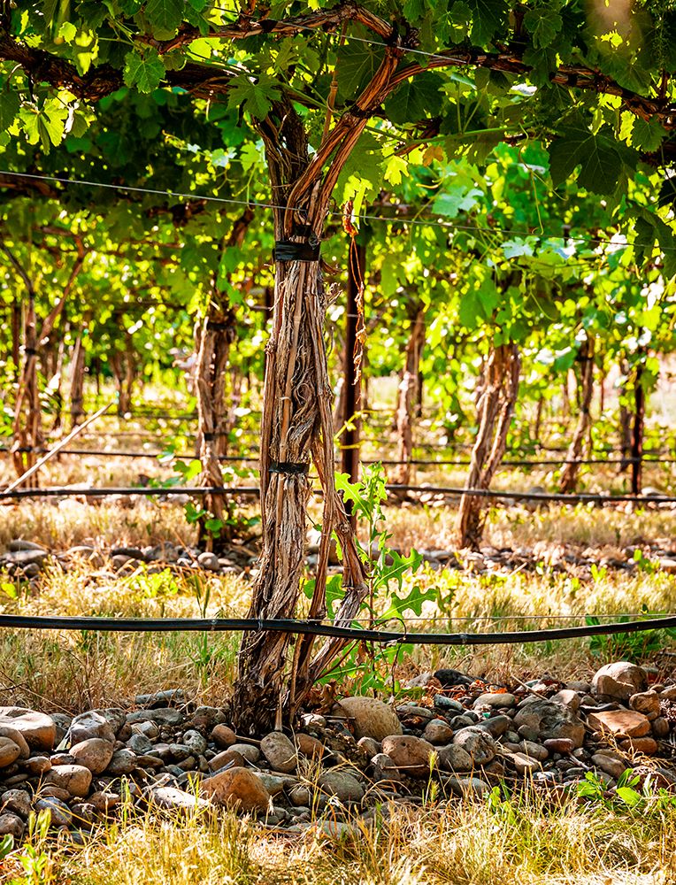 Oregon-Milton-Freewater Grapes in a vineyard art print by Richard Duval for $57.95 CAD