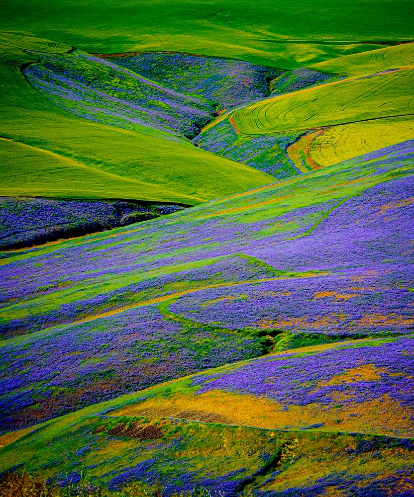 USA-Oregon-Milton-Freewater Fields of vetch art print by Richard Duval for $57.95 CAD