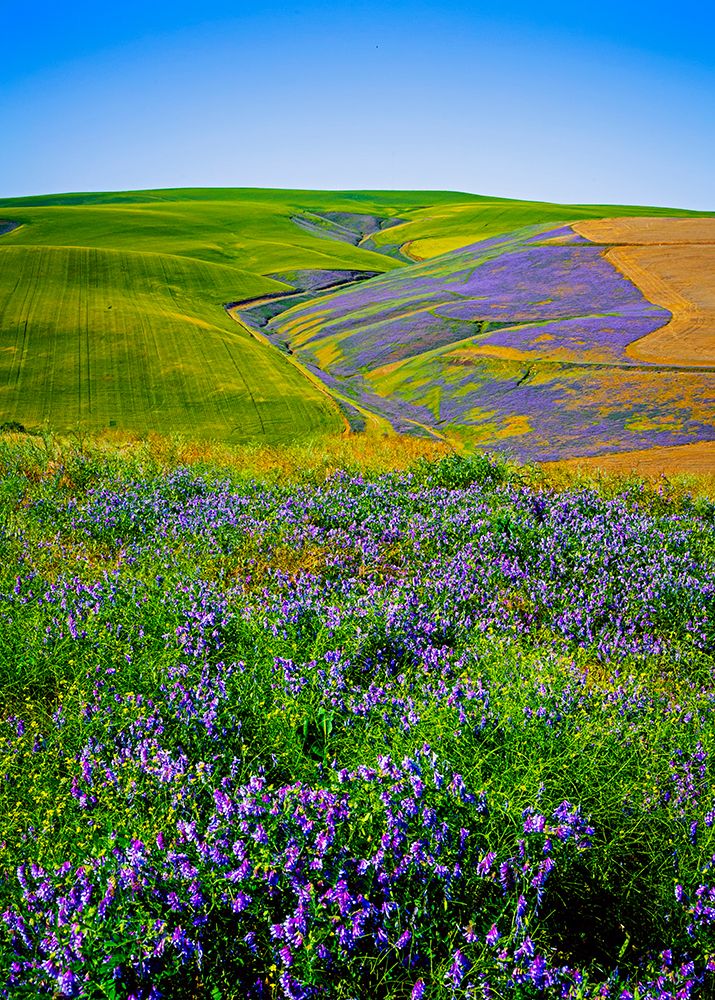 USA-Oregon-Milton-Freewater Fields of vetch art print by Richard Duval for $57.95 CAD