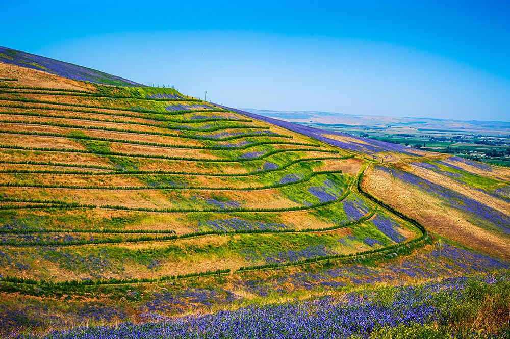 USA-Oregon-Milton-Freewater Fields of vetch art print by Richard Duval for $57.95 CAD