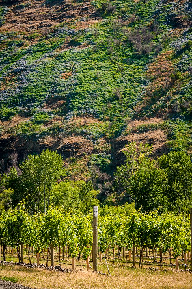 USA-Oregon-Milton-Freewater Vineyard art print by Richard Duval for $57.95 CAD