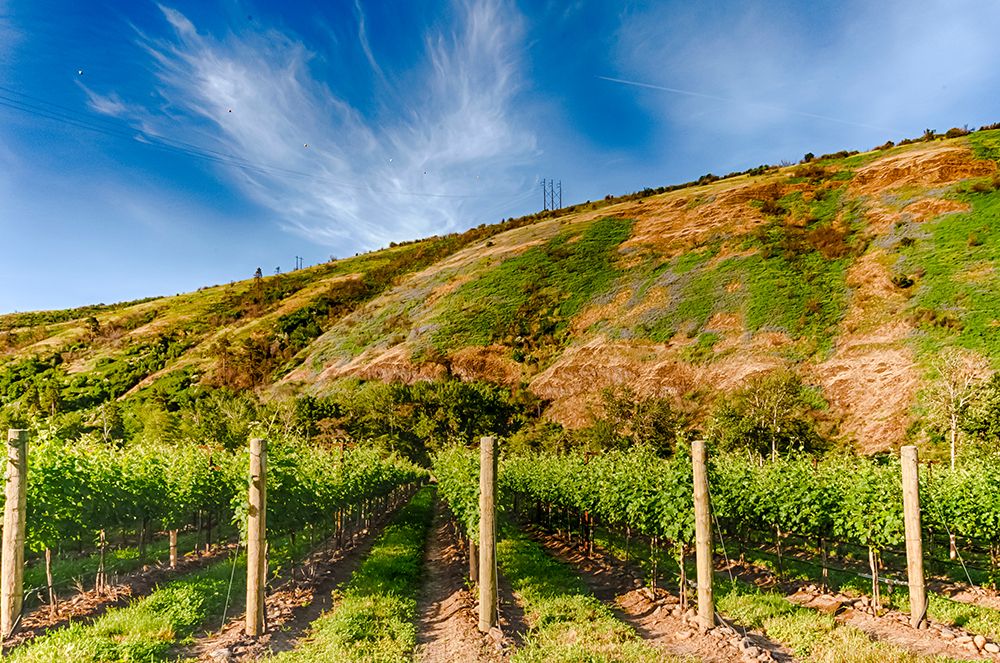 USA-Oregon-Milton-Freewater Vineyard art print by Richard Duval for $57.95 CAD