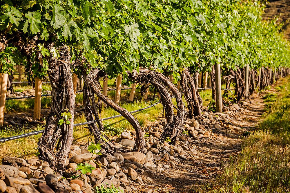 USA-Oregon-Milton-Freewater Vineyard art print by Richard Duval for $57.95 CAD