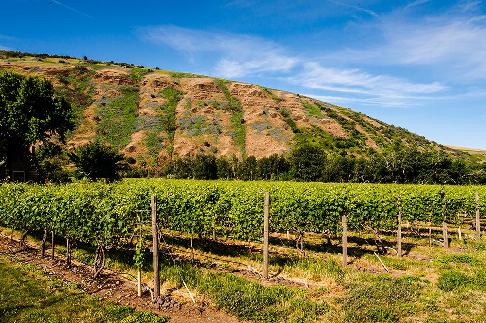 USA-Oregon-Milton-Freewater Vineyard art print by Richard Duval for $57.95 CAD