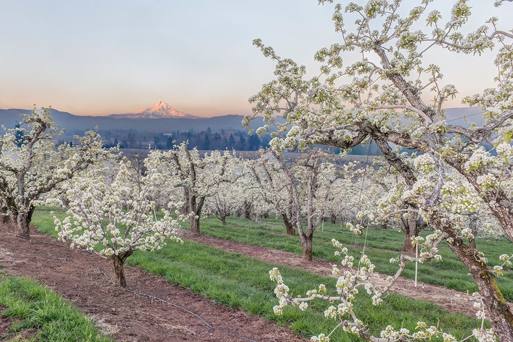Oregon-Hood River Cherry orchard and Mt Hood art print by Rob Tilley for $57.95 CAD