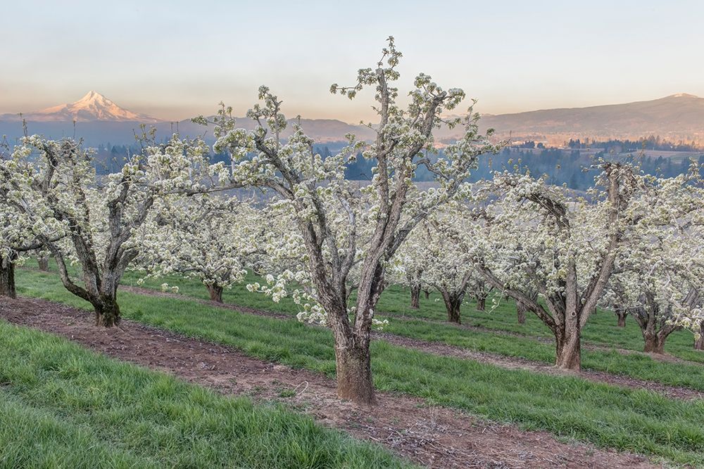 Oregon-Hood River Cherry orchard and Mt Hood art print by Rob Tilley for $57.95 CAD