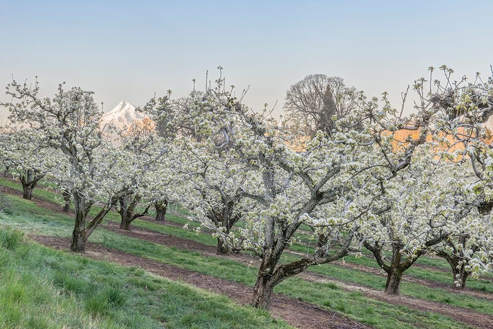 Oregon-Hood River Cherry orchard and Mt Hood art print by Rob Tilley for $57.95 CAD
