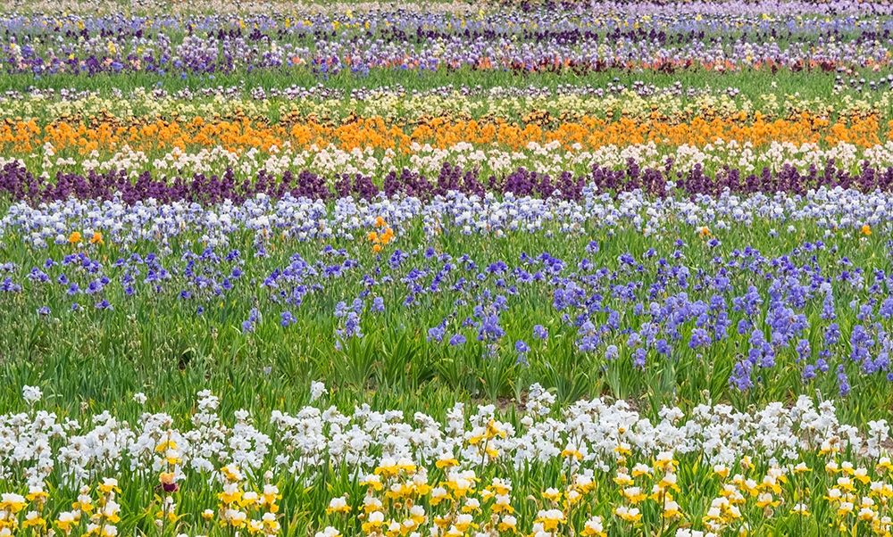 Oregon-Salem Bearded Iris grown in field art print by Sylvia Gulin for $57.95 CAD