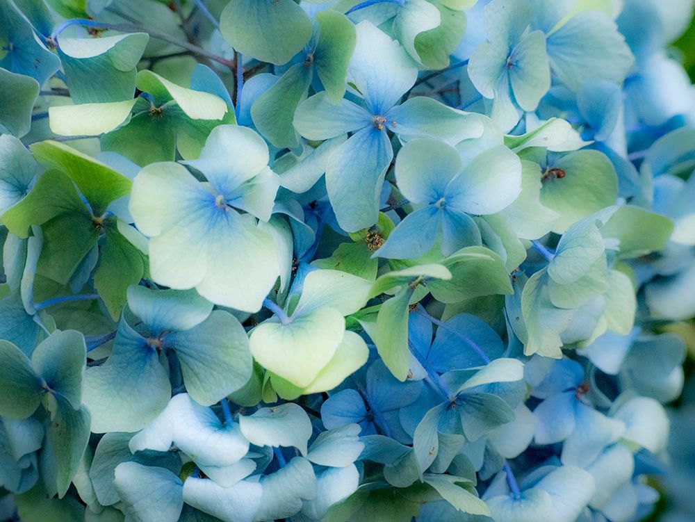 Oregon-Cannon Beach-Northwest Hydrangea blossom art print by Sylvia Gulin for $57.95 CAD