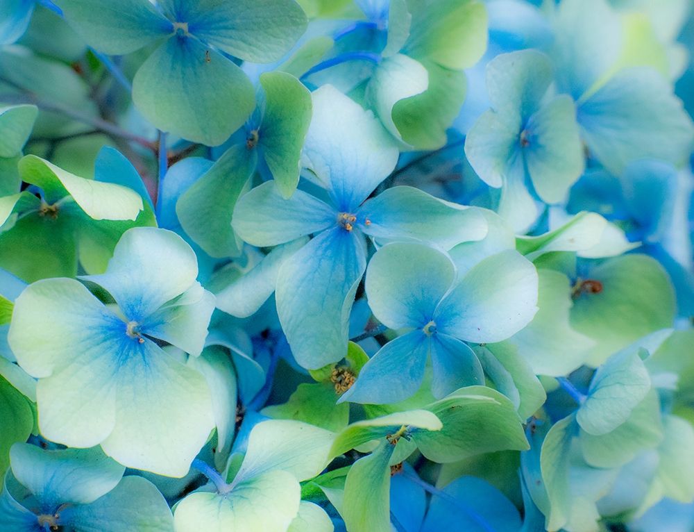 Oregon-Cannon Beach-Northwest Hydrangea blossom art print by Sylvia Gulin for $57.95 CAD