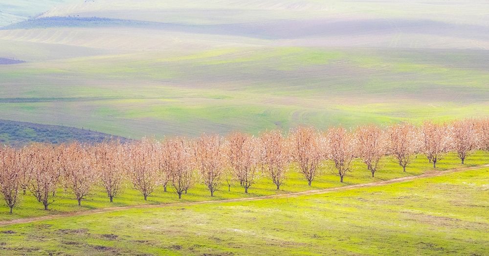 Oregon-The Dalles-Orchard just south of The Dalles cherry trees art print by Sylvia Gulin for $57.95 CAD