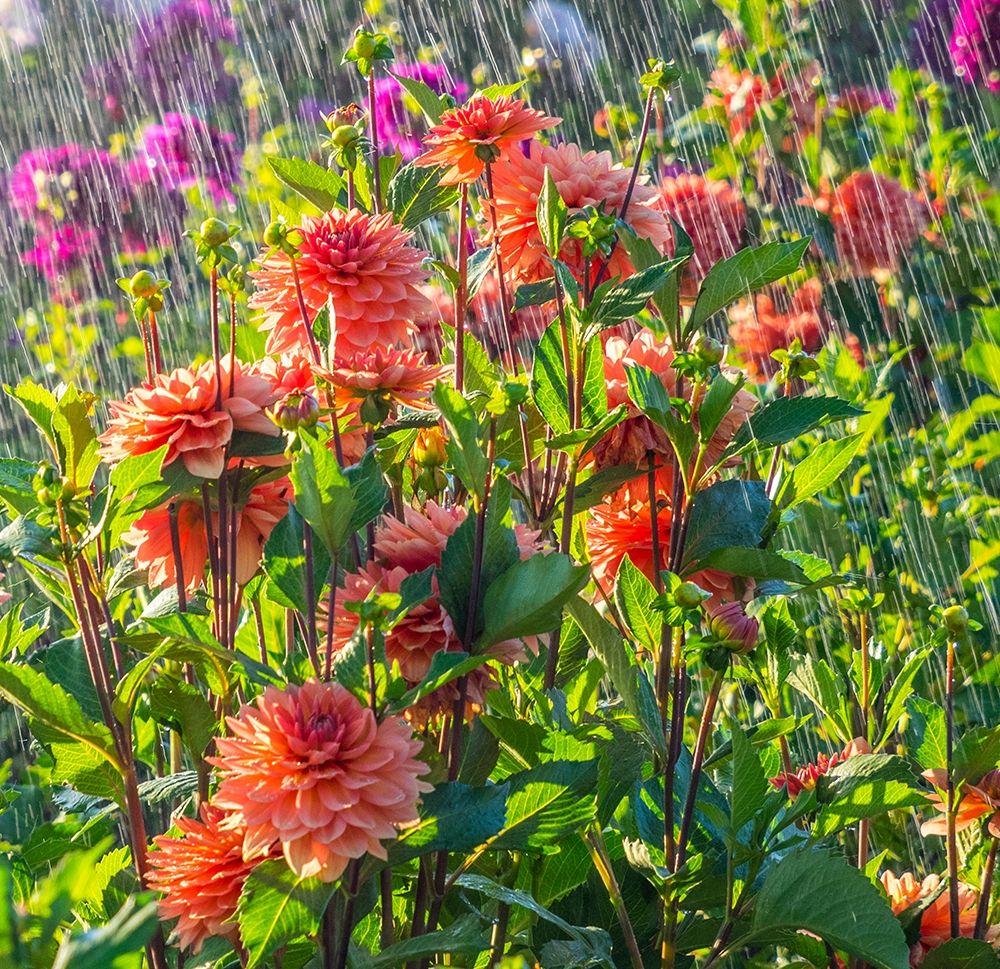 Oregon-Canby-Swam Island Dahlias-water coming down on flowers art print by Sylvia Gulin for $57.95 CAD