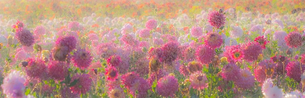 Oregon-Canby-Swam Island Dahlias-water coming down on flowers art print by Sylvia Gulin for $57.95 CAD