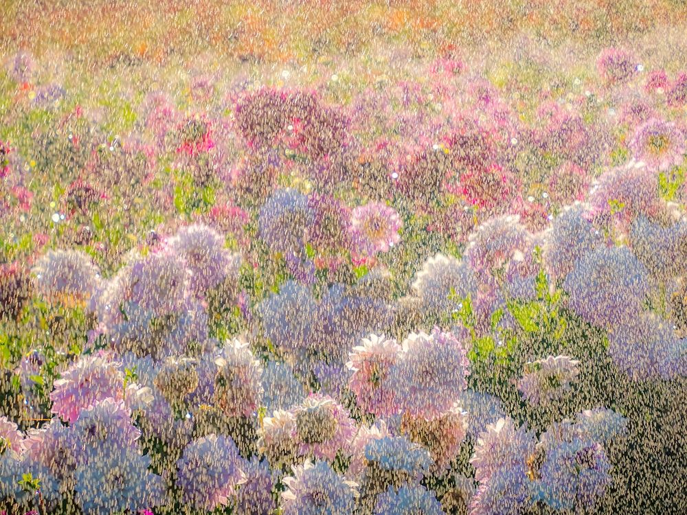 Oregon-Canby-Swam Island Dahlias-water coming down on flowers art print by Sylvia Gulin for $57.95 CAD