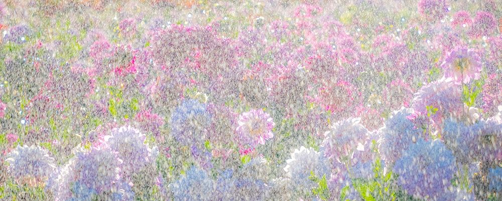 Oregon-Canby-Swam Island Dahlias-water coming down on flowers art print by Sylvia Gulin for $57.95 CAD