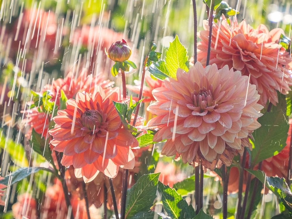 Oregon-Canby-Swam Island Dahlias-water coming down on flowers art print by Sylvia Gulin for $57.95 CAD