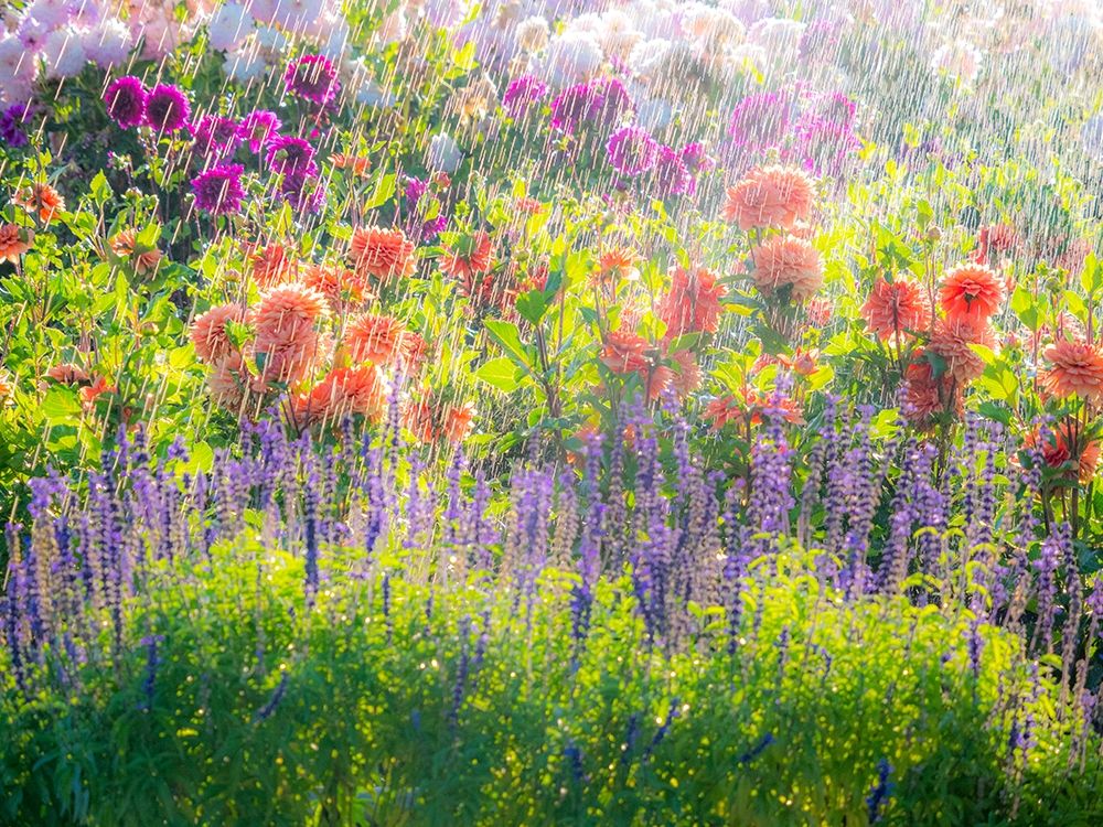 Oregon-Canby-Swam Island Dahlias-water coming down on flowers art print by Sylvia Gulin for $57.95 CAD