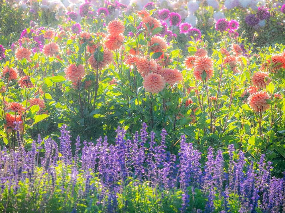 Oregon-Canby-Swam Island Dahlias-water coming down on flowers art print by Sylvia Gulin for $57.95 CAD