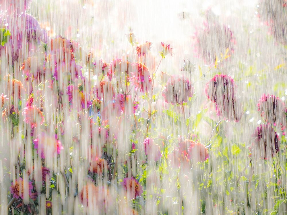 Oregon-Canby-Swam Island Dahlias-water coming down on flowers art print by Sylvia Gulin for $57.95 CAD