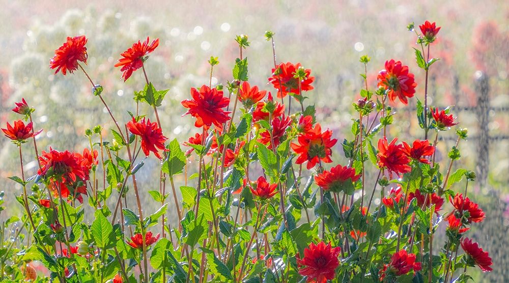 Oregon-Canby-Swam Island Dahlias-water coming down on flowers art print by Sylvia Gulin for $57.95 CAD
