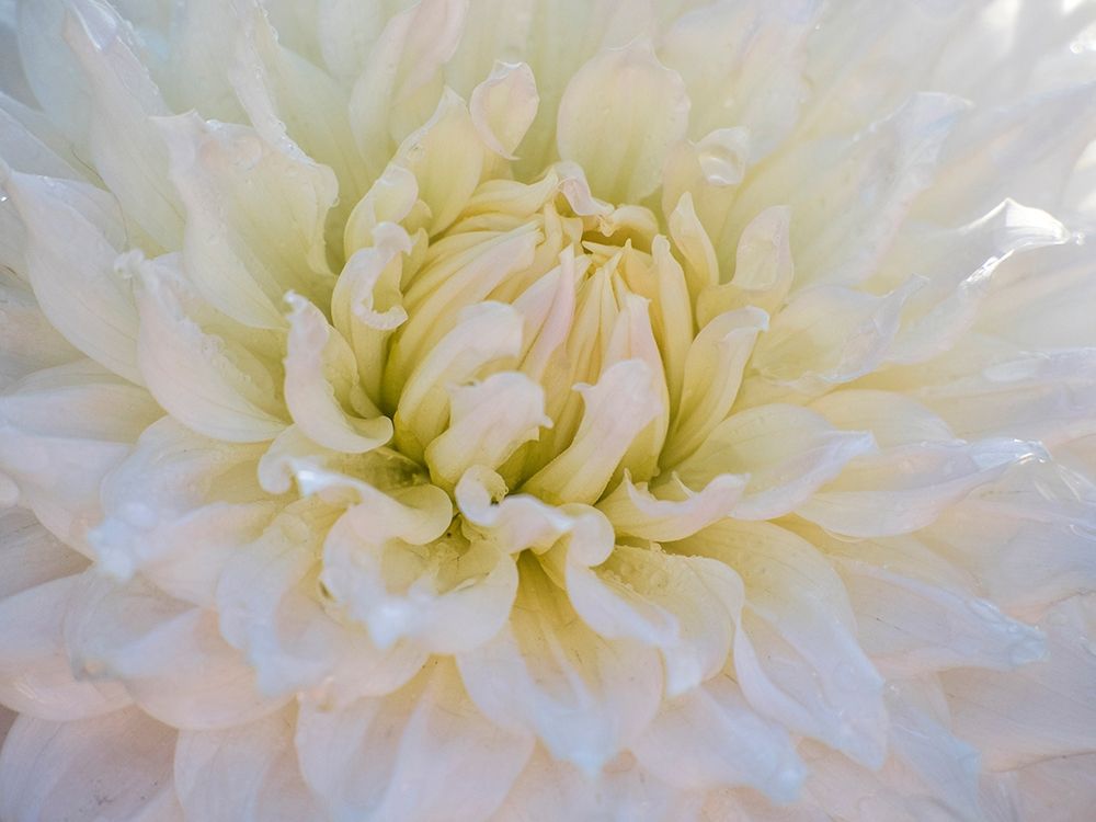 Oregon-Canby-Swam Island Dahlias-Dahlia flower close-ups art print by Sylvia Gulin for $57.95 CAD