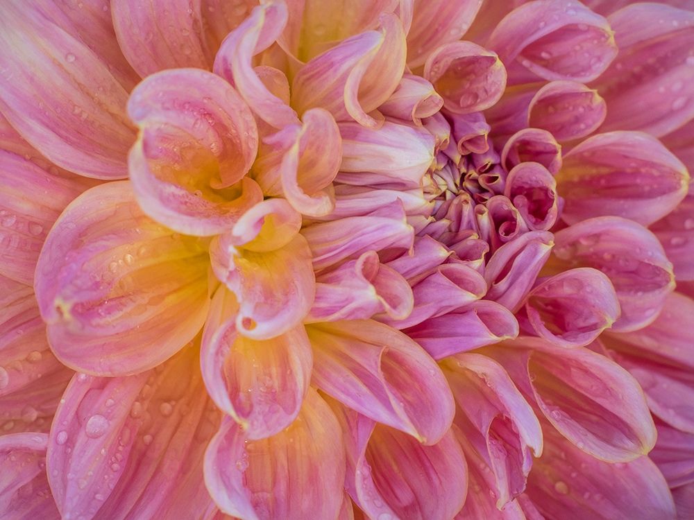 Oregon-Canby-Swam Island Dahlias-Dahlia flower close-ups art print by Sylvia Gulin for $57.95 CAD