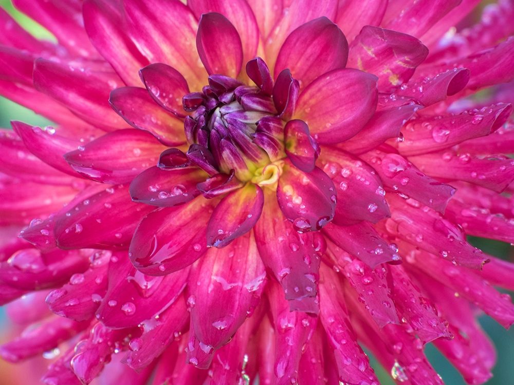 Oregon-Canby-Swam Island Dahlias-Dahlia flower close-ups art print by Sylvia Gulin for $57.95 CAD