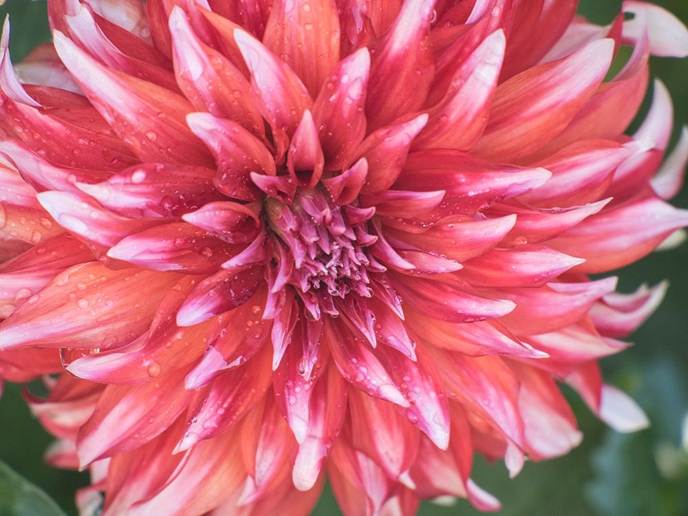 Oregon-Canby-Swam Island Dahlias-Dahlia flower close-ups art print by Sylvia Gulin for $57.95 CAD