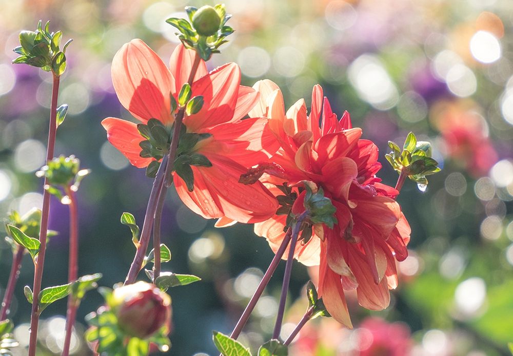 Oregon-Canby-Swam Island Dahlias-Dahlia flower garden in full color art print by Sylvia Gulin for $57.95 CAD