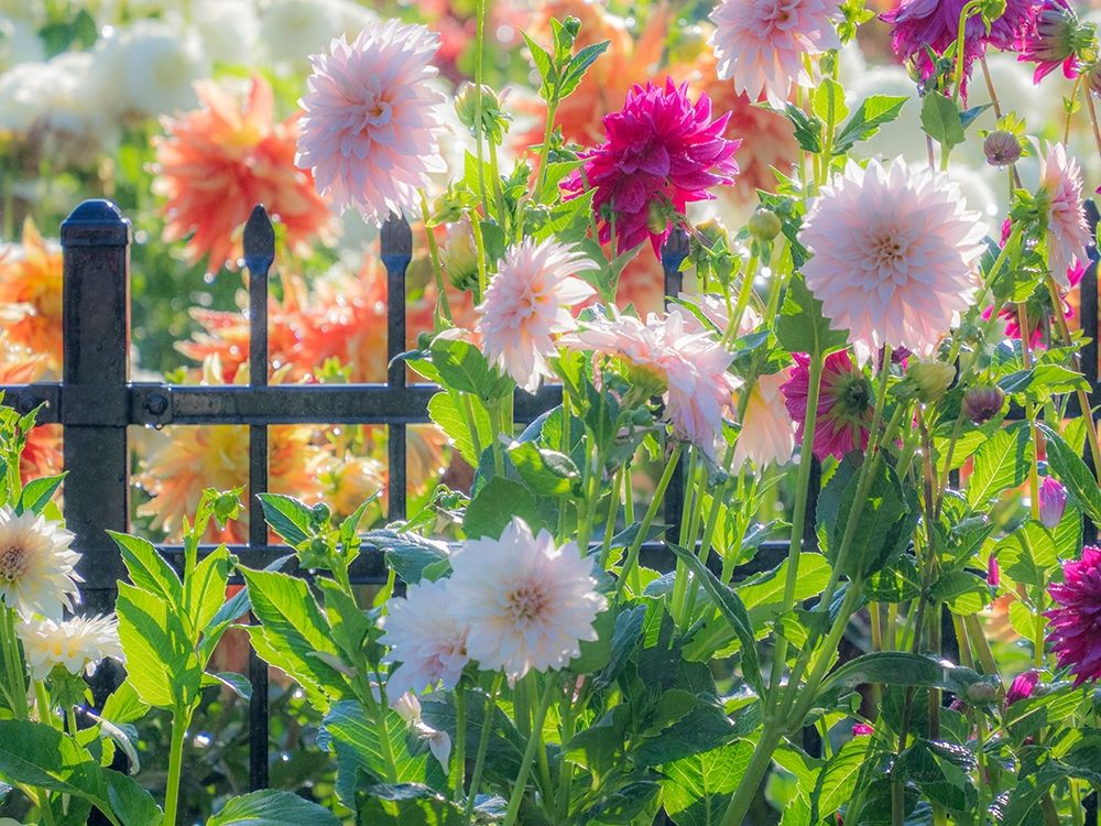 Oregon-Canby-Swam Island Dahlias-Dahlia flower garden in full color art print by Sylvia Gulin for $57.95 CAD