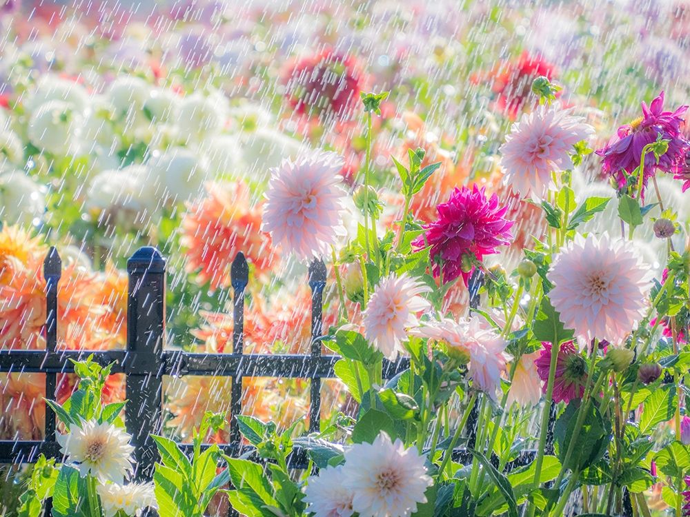 Oregon-Canby-Swan Island Dahlias-water coming down on flowers art print by Sylvia Gulin for $57.95 CAD