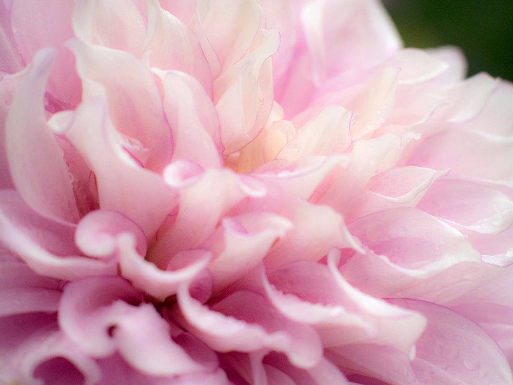 Oregon-Canby-Swan Island Dahlia farm with close-ups of flowering Dahlia art print by Sylvia Gulin for $57.95 CAD