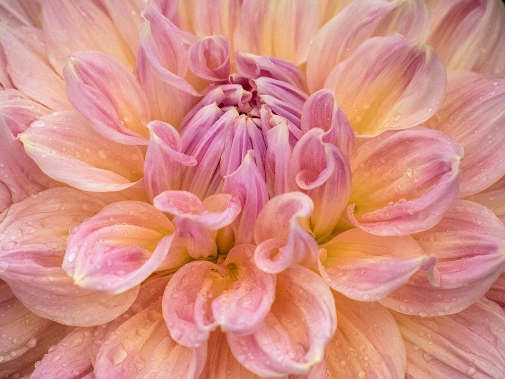 Oregon-Canby-Swan Island Dahlia farm with close-ups of flowering Dahlia art print by Sylvia Gulin for $57.95 CAD
