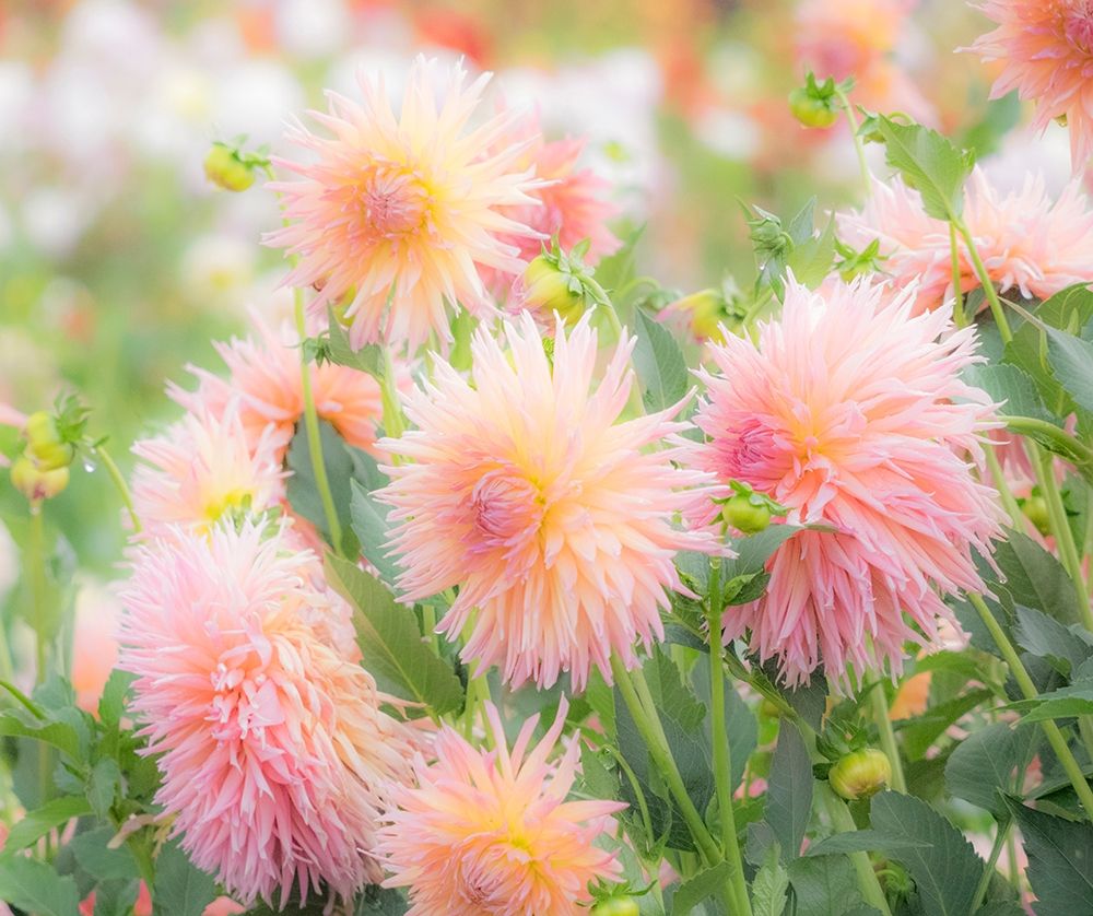 Oregon-Canby-Swam Island Dahlias-Dahlia flower garden in full color art print by Sylvia Gulin for $57.95 CAD