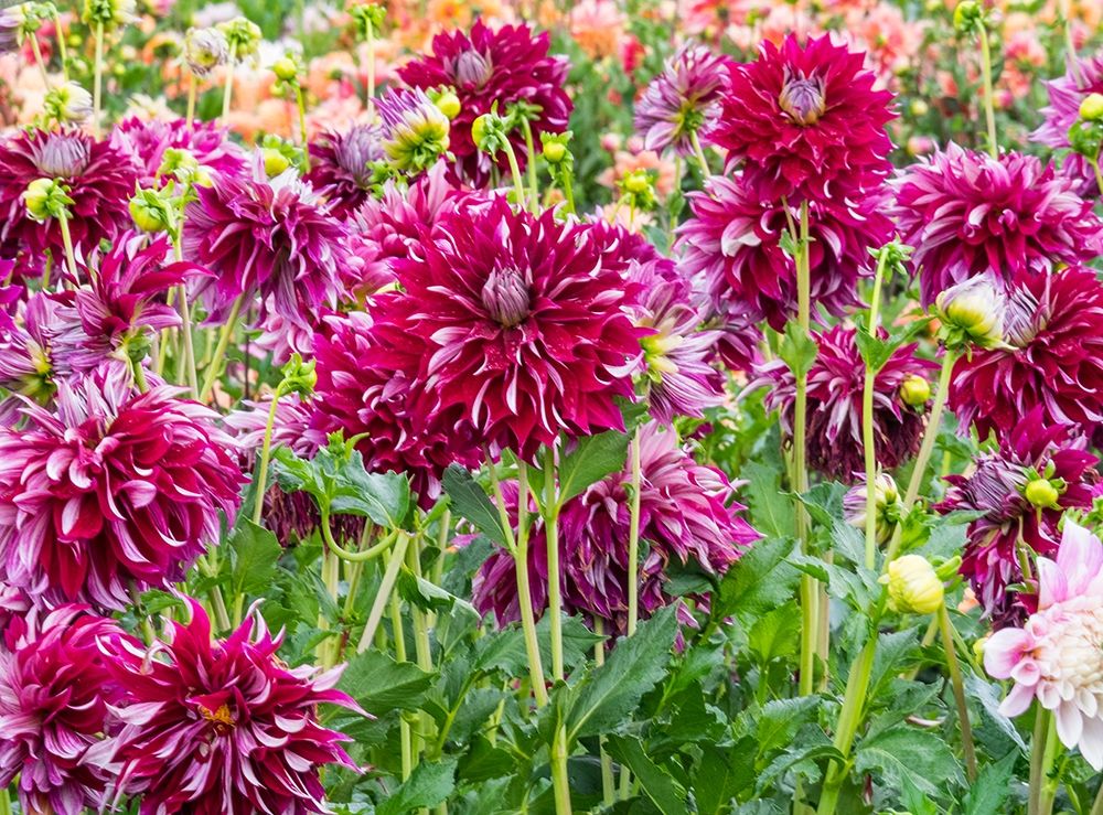 Oregon-Canby-Swam Island Dahlias-Dahlia flower garden in full color art print by Sylvia Gulin for $57.95 CAD
