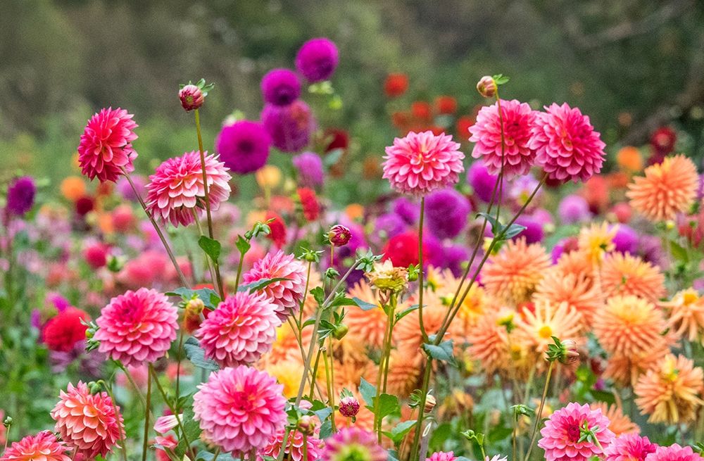 Oregon-Canby-Swam Island Dahlias-Dahlia flower garden in full color art print by Sylvia Gulin for $57.95 CAD