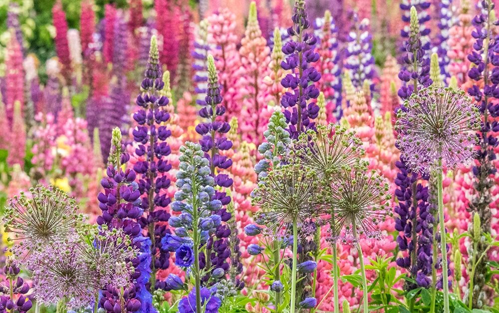 Oregon-Salem-colorful garden with Russell Lupine and Allium in full bloom art print by Sylvia Gulin for $57.95 CAD