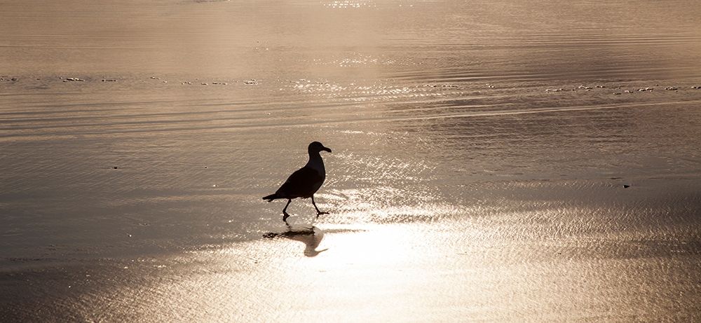 Oregon Cannon Beach with seagull reflection in the sand at sunset art print by Sylvia Gulin for $57.95 CAD