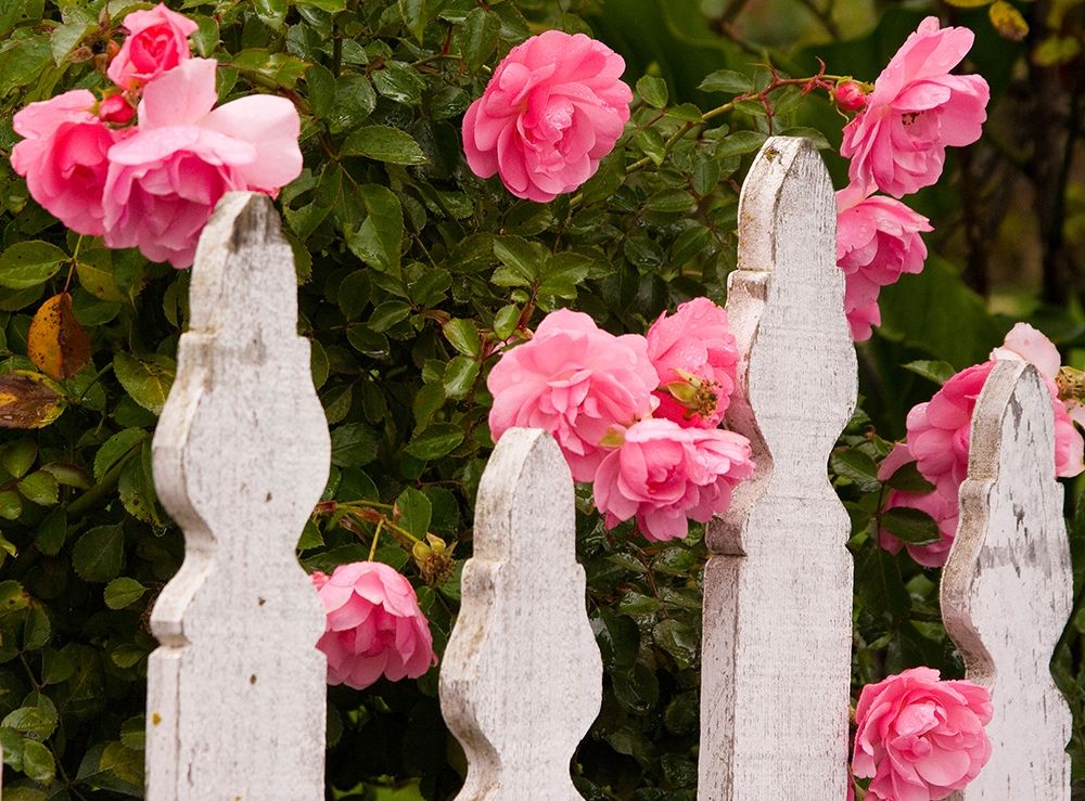 Oregon-Cannon Beach with gardens and white picket fences and pink roses art print by Sylvia Gulin for $57.95 CAD
