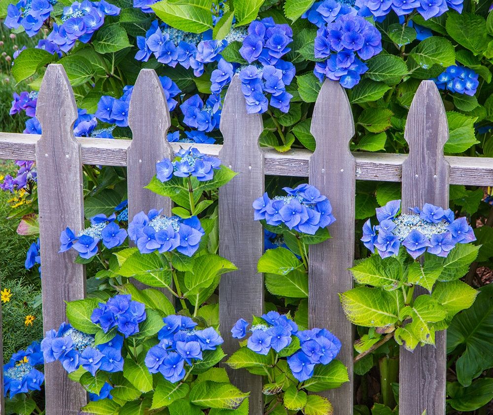 Oregon-Cannon Beach-Northwest Hydrangea bloom Picket fence art print by Sylvia Gulin for $57.95 CAD