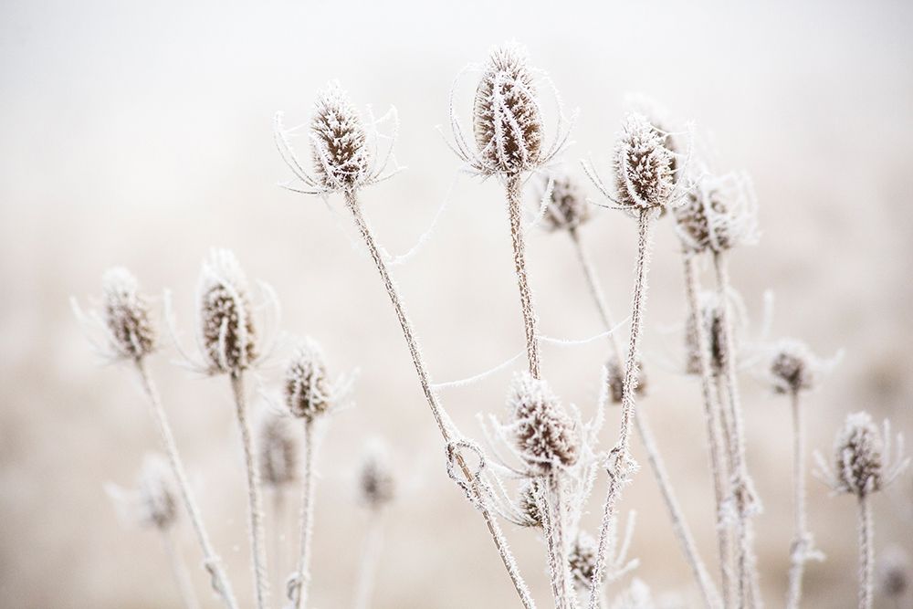 Oregon-Eugene-mornings frost on teasel art print by Sylvia Gulin for $57.95 CAD
