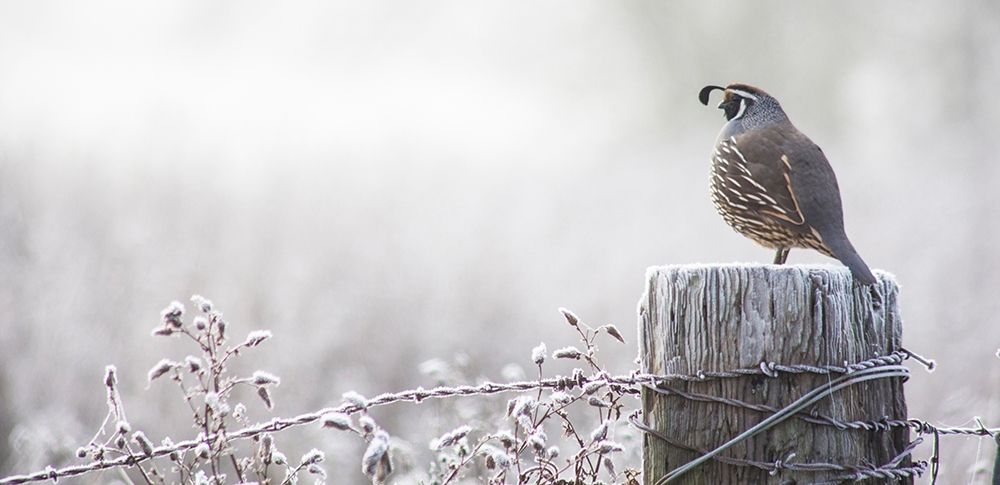 Oregon-Eugene-mornings frost fence post and California Quail art print by Sylvia Gulin for $57.95 CAD