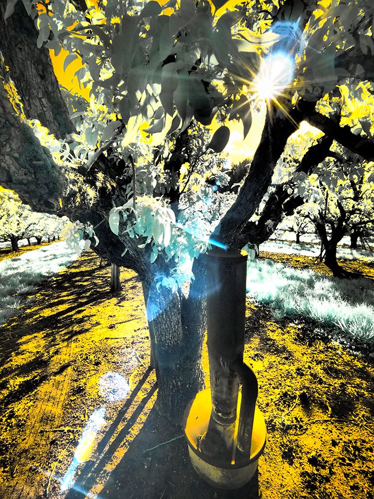 USA-Oregon-Columbia Gorge Infrared of light reflecting in spring apple orchard art print by Terry Eggers for $57.95 CAD