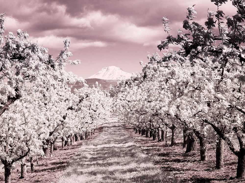 USA-Oregon-Columbia Gorge Infrared of Spring orchards and Mount Rainier art print by Terry Eggers for $57.95 CAD