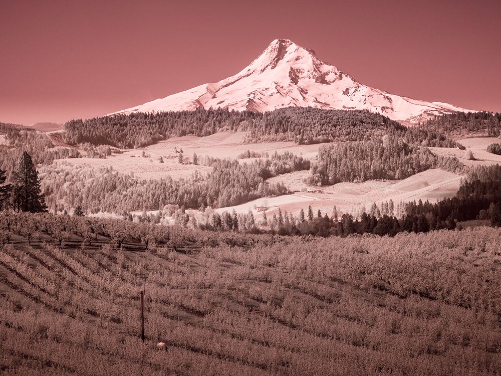 USA-Oregon-Columbia Gorge Infrared of spring orchards in bloom and Mount Hood art print by Terry Eggers for $57.95 CAD