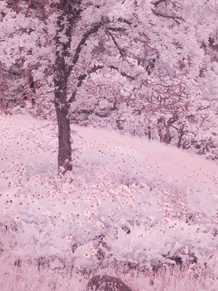 USA, Oregon. Columbia George, infrared of lone oak tree and wildflowers art print by Terry Eggers for $57.95 CAD