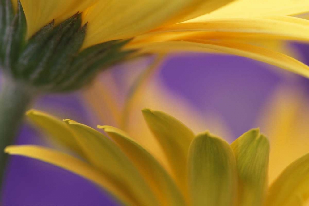 Pennsylvania Yellow Gerbera Daisies art print by Nancy Rotenberg for $57.95 CAD