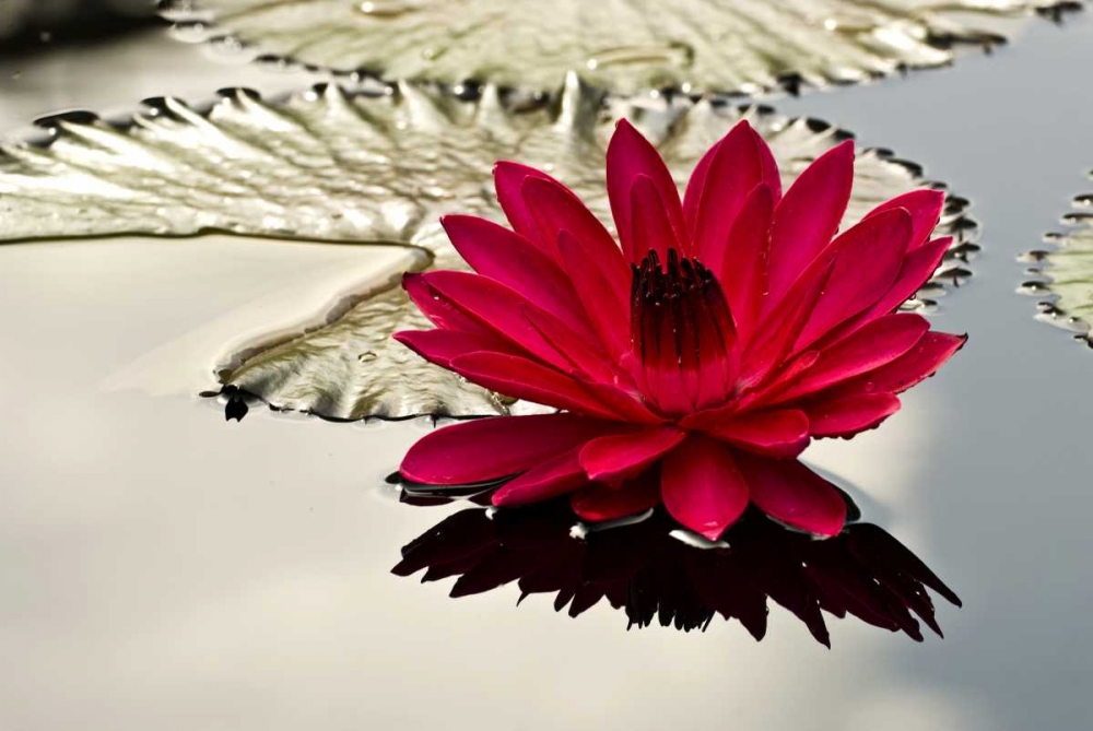 PA, Philadelphia Water lily on garden pond art print by Jay OBrien for $57.95 CAD