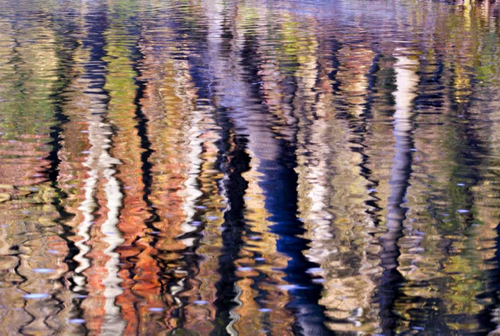 PA, Philadelphia Autumn trees by Pennypack Creek art print by Jay OBrien for $57.95 CAD