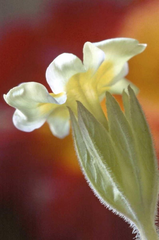 PA, Philadelphia Primrose at the Nature Center art print by Jay OBrien for $57.95 CAD